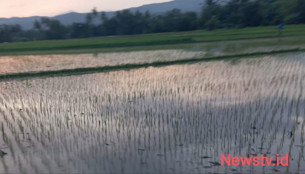 Petani Desa Pakunden Mulai Turun Sawah Dari Tanam Hingga Sambut Panen | NEWS TV Indonesia