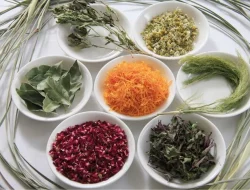 Penanganan Penyakit Jantung dengan 5 Ramuan Herbal Rumahan sebagai Pendamping Gaya Hidup Sehat