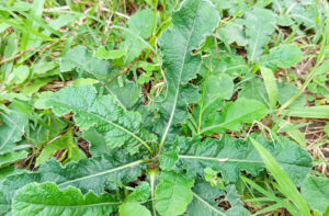 Tanaman Tapak Liman dan Pegagan miliki 3 Manfaat: Herbal Liar Ampuh untuk Berak Darah, Batuk Darah, hingga Mimisan