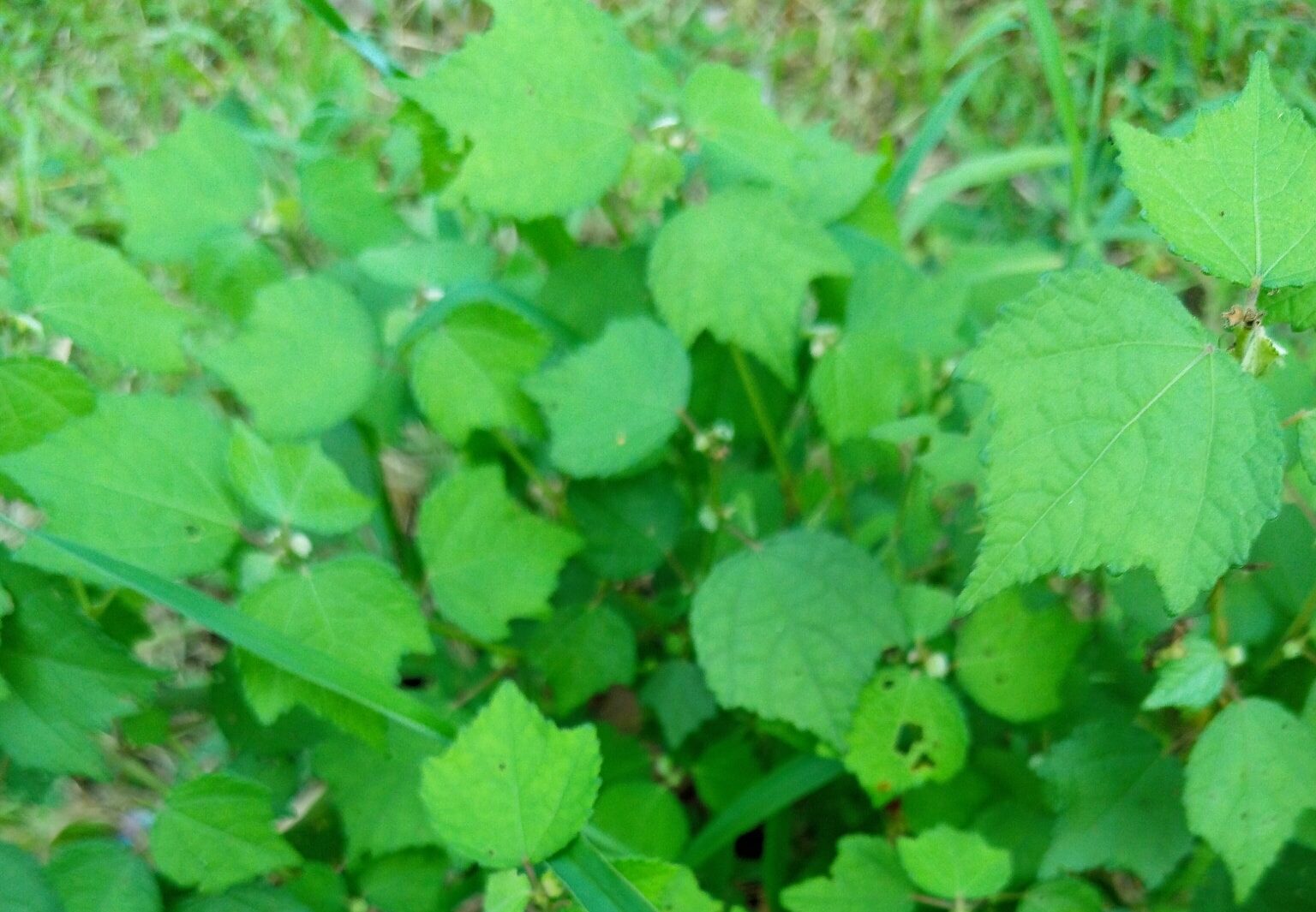 9 Manfaat Pulutan untuk Kesehatan: Tanaman Herbal Tradisional untuk Rematik, Diare, hingga Radang Amandel