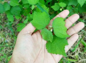 9 Manfaat Tanaman Pulutan untuk Kesehatan: Tumbuhan Herbal Tradisional untuk Rematik, Diare, hingga Radang Amandel