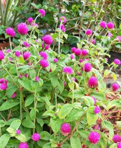 12 Khasiat Bunga Kenop Tanaman Herbal Tradisional dari Luar hingga Dalam Tubuh