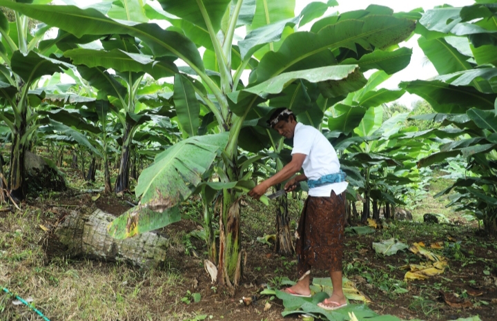 Berdaya dengan Akses Reforma Agraria, Desa Asahduren Lebih Produktif dengan Pisang Cavendish