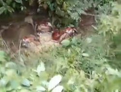 Mayat Membusuk Kembali Ditemukan di Hutan Nabundong Paluta, Polisi Lakukan Autopsi