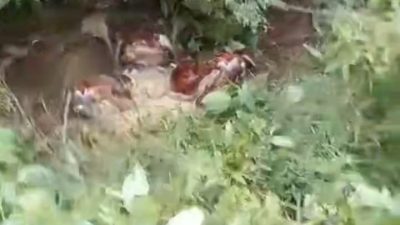 Mayat Membusuk Kembali Ditemukan di Hutan Nabundong Paluta, Polisi Lakukan Autopsi