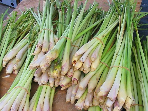 Manfaat Serai untuk Kesehatan: Herbal Alami dengan Segudang Khasiat