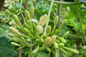 12 Manfaat Bunga Pepaya untuk Kesehatan: Herbal Alami Kaya Antioksidan