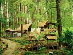 Hutan Pinus Nongko Ijo di Madiun: Harga Tiket & Lokasi