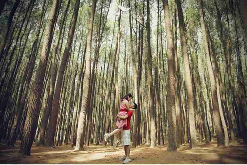 Hutan pinus nongko ijo madiun 