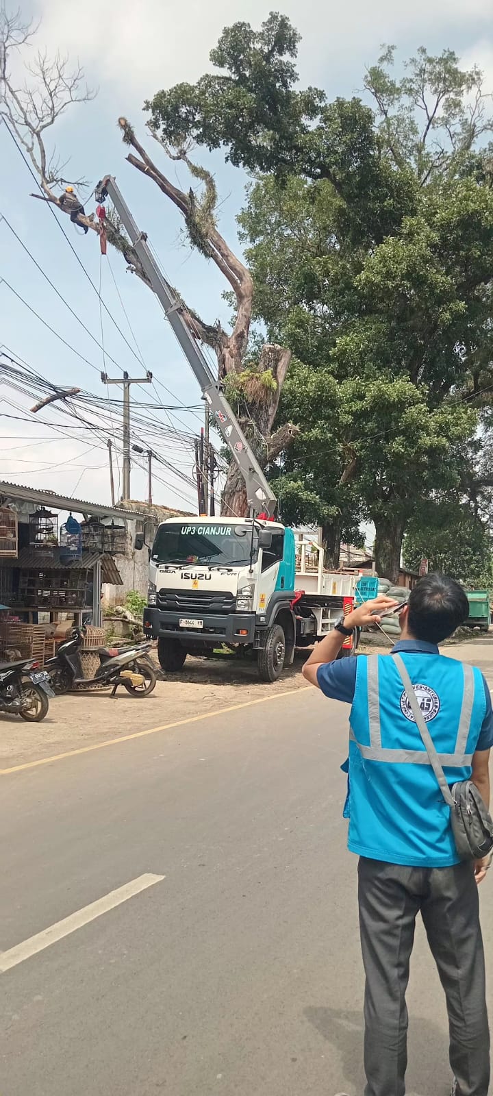Demi Keselamatan Pengguna Jalan, UP 3 Cianjur Tebang Pohon di Jalur PJR–Cipeyeum