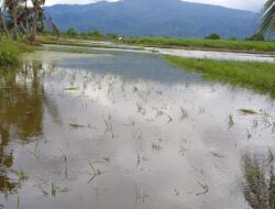 Pemkab Madina Buat Tanggul Asal Jadi