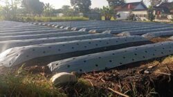 Pemdes Tamanagung Komitmen Dukung Ketahanan Pangan Melalui Cabe Hingga Pepaya | NEWS TV