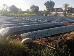 Pemdes Tamanagung Komitmen Dukung Ketahanan Pangan Melalui Cabe Hingga Pepaya