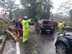 Gerak Cepat, Anggota Polsek Muntilan Bersama Damkar Evakuasi Pohon Tumbang di Tengah Jalan