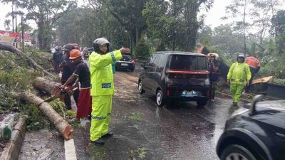Gerak Cepat, Anggota Polsek Muntilan Bersama Damkar Evakuasi Pohon Tumbang di Tengah Jalan | NEWS TV Indonesia