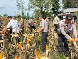 Dukung swasembada Pangan, Polsek Somba Opu Gelar Panen Jagung.