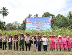 Kapolres dan Sekda Madina Hadiri Panen Raya Jagung Serentak dan Launching 4 SPPG Polres