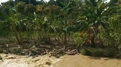 Kondisi Sungai Rantopuran Keruh, Warga Laporkan Kepada Pemuda Pancasila | Newstv Indonesia