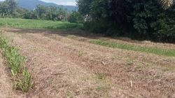 Petani Muda Arse Bergerak, Program Bagusi Didorong Melalui Pengembangan Jagung