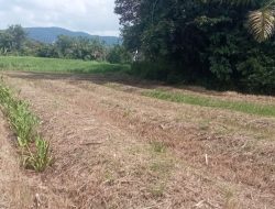 Petani Muda Arse Bergerak, Program Bagusi Didorong Melalui Pengembangan Jagung