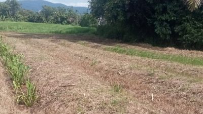 Petani Muda Arse Bergerak, Program Bagusi Didorong Melalui Pengembangan Jagung | Newstv Indonesia