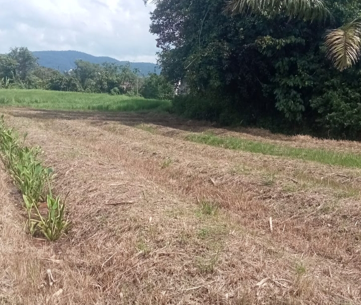 Petani Muda Arse Bergerak, Program Bagusi Didorong Melalui Pengembangan Jagung | Newstv Indonesia