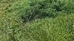 DPW IJEN Sumut Soroti Kinerja Kapolda Sumut Terkait Maraknya PETI di Madina