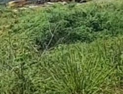 DPW IJEN Sumut Soroti Kinerja Kapolda Sumut Terkait Maraknya PETI di Madina