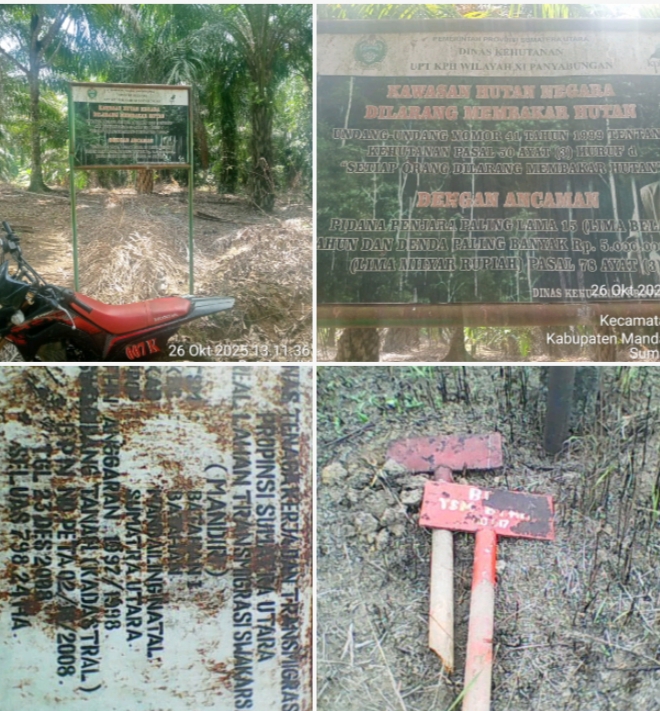 Diduga Tak Kantongi Izin, PTPN lV Kebun Timur di Batahan Disorot Warga Terobos Tapal Batas KPH? | Newstv Indonesia