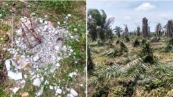 Perkara Sengketa Lahan Sawit Masih Banding,Patok Batas Desa Diduga Dirusak dan Tanaman Sawit Dirusak