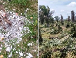 Perkara Sengketa Lahan Sawit Masih Banding,Patok Batas Desa Diduga Dirusak dan Tanaman Sawit Dirusak