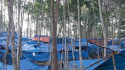 Dua Warga Sopo Batu Diduga Dikeroyok di Lokasi PETI Kilo 2 Hutabargot, Korban Luka luka, Minta Kapolres Madina Usut Tuntas