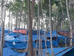 Dua Warga Sopo Batu Diduga Dikeroyok di Lokasi PETI Kilo 2 Hutabargot, Korban Luka luka, Minta Kapolres Madina Usut Tuntas