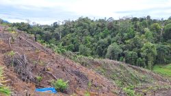 UU Pengaturan Reforma Agraria Buka Jalan Pemulihan Hak Masyarakat dalam Konflik Pertanahan | Newstv Indonesia